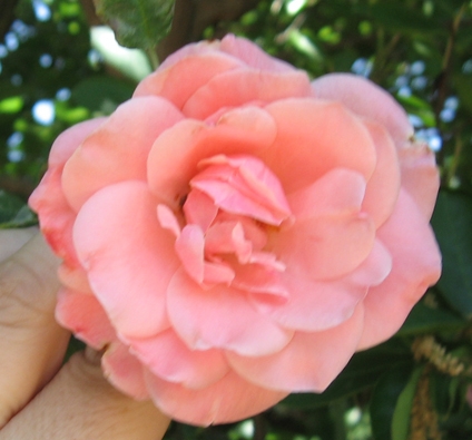 Creation of Persephone: Step 32